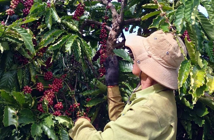 Giá cà phê tiếp tục giảm, tiêu cao nhất 78.000 đồng/kg