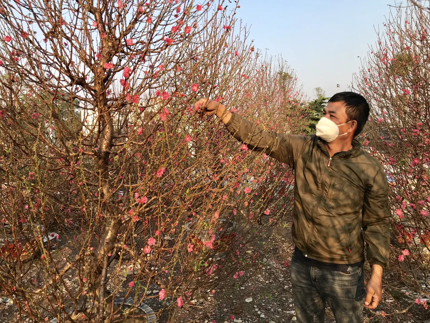 Nông dân phấp phỏng, đào quất nằm dài ngóng khách