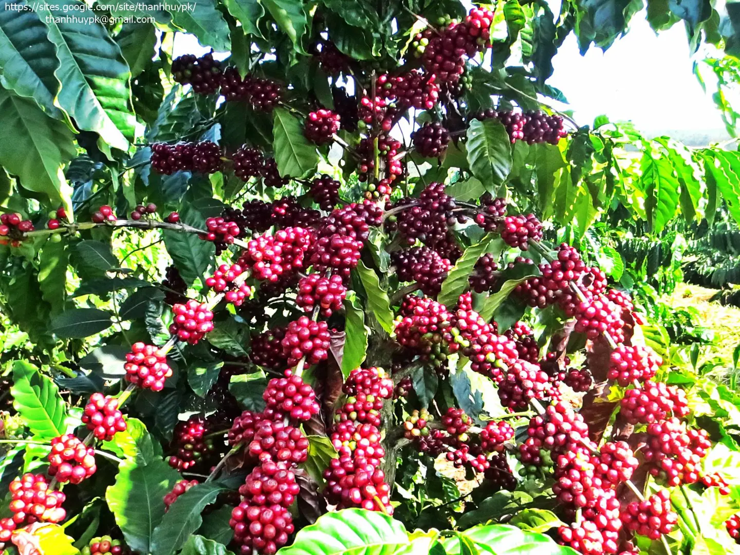 Giá cà phê hôm nay 21/1: Robusta tăng nhẹ, trong nước trên 40.000 đồng/kg