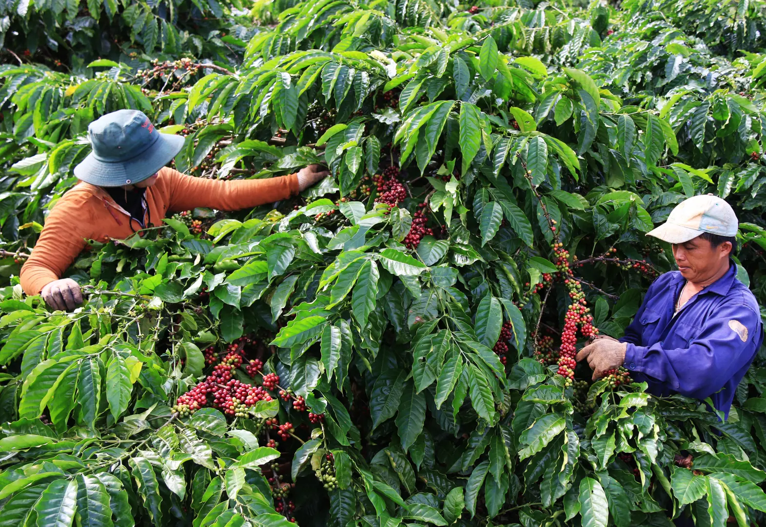 Giá cà phê hôm nay 22/1: Thị trường e dè trước cuộc họp của Fed