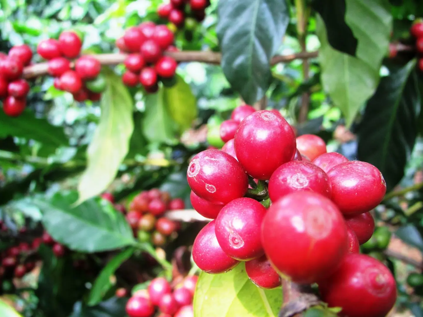 Giá cà phê hôm nay 27/1: Arabica tiếp tục tăng, Robusta quay đầu giảm