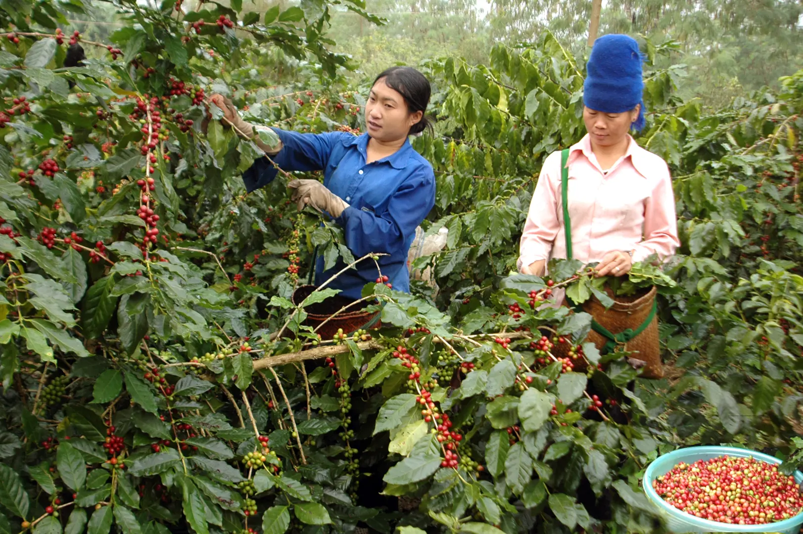 Giá cà phê hôm nay 28/1: Nông dân bán mạnh cà phê trước Tết