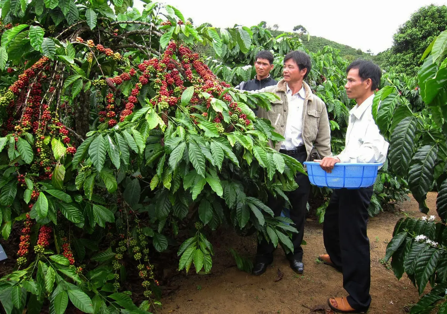 Giá cà phê hôm nay 29/1: Chấm dứt chuỗi giảm, giá sắp tăng đột biến