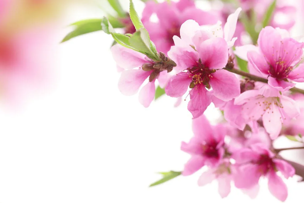 Văn hóa soi đường cho quốc dân đi