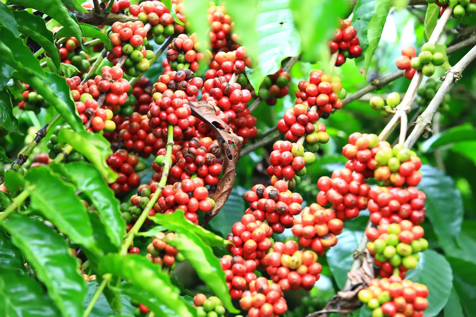 Giá cà phê hôm nay 31/1: Arabica tăng 4,31%, Robusta giảm 11,7% trong tháng 1/2022