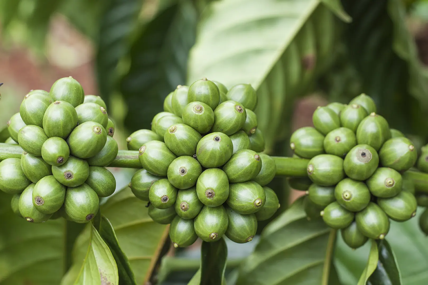 Giá cà phê hôm nay 2/2: Đồng loạt tăng, điều gì khiến Arabica tăng tốt