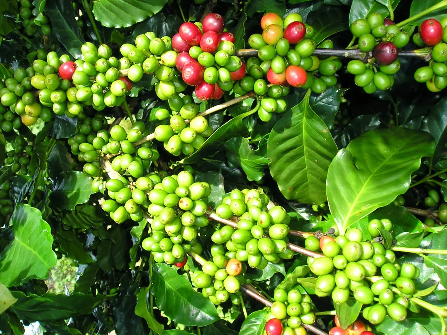 Giá cà phê hôm nay 4/2: Tăng 500 đồng/kg, Robusta cao nhất từ đầu tháng