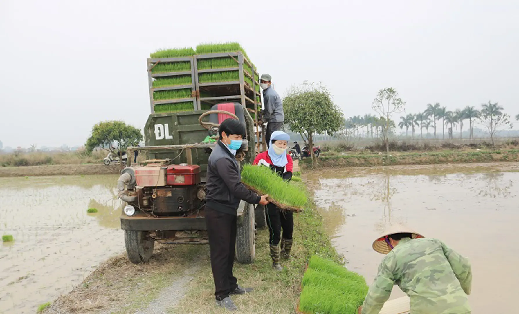 Quốc Oai: Nông dân nô nức xuống đồng từ ngày đầu năm