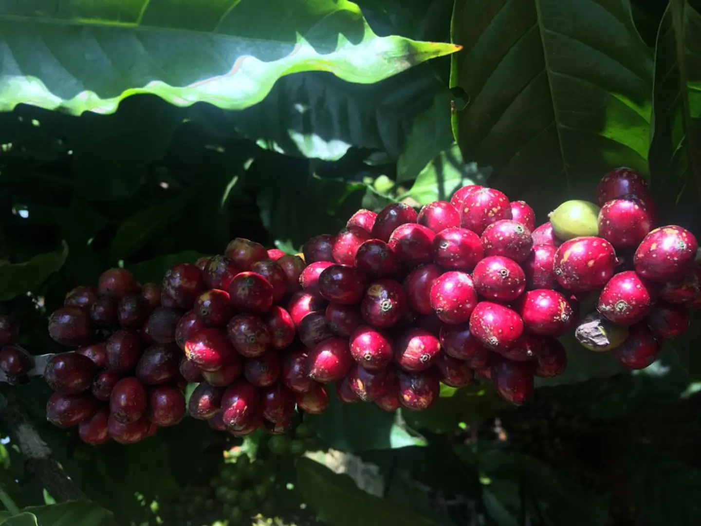 Giá cà phê hôm nay 9/2: Arabica tăng mạnh, trong nước cao nhất 41.000 đồng/kg