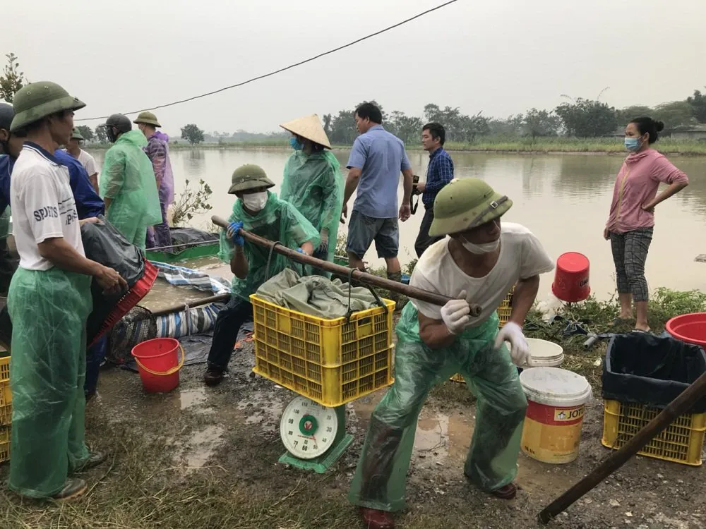Hà Nội: Nuôi trồng thủy sản vào vụ mới