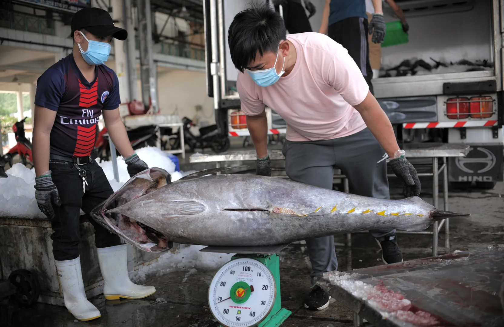 Ngư dân Khánh Hòa thắng lớn vụ cá ngừ đại dương ngay đầu năm mới