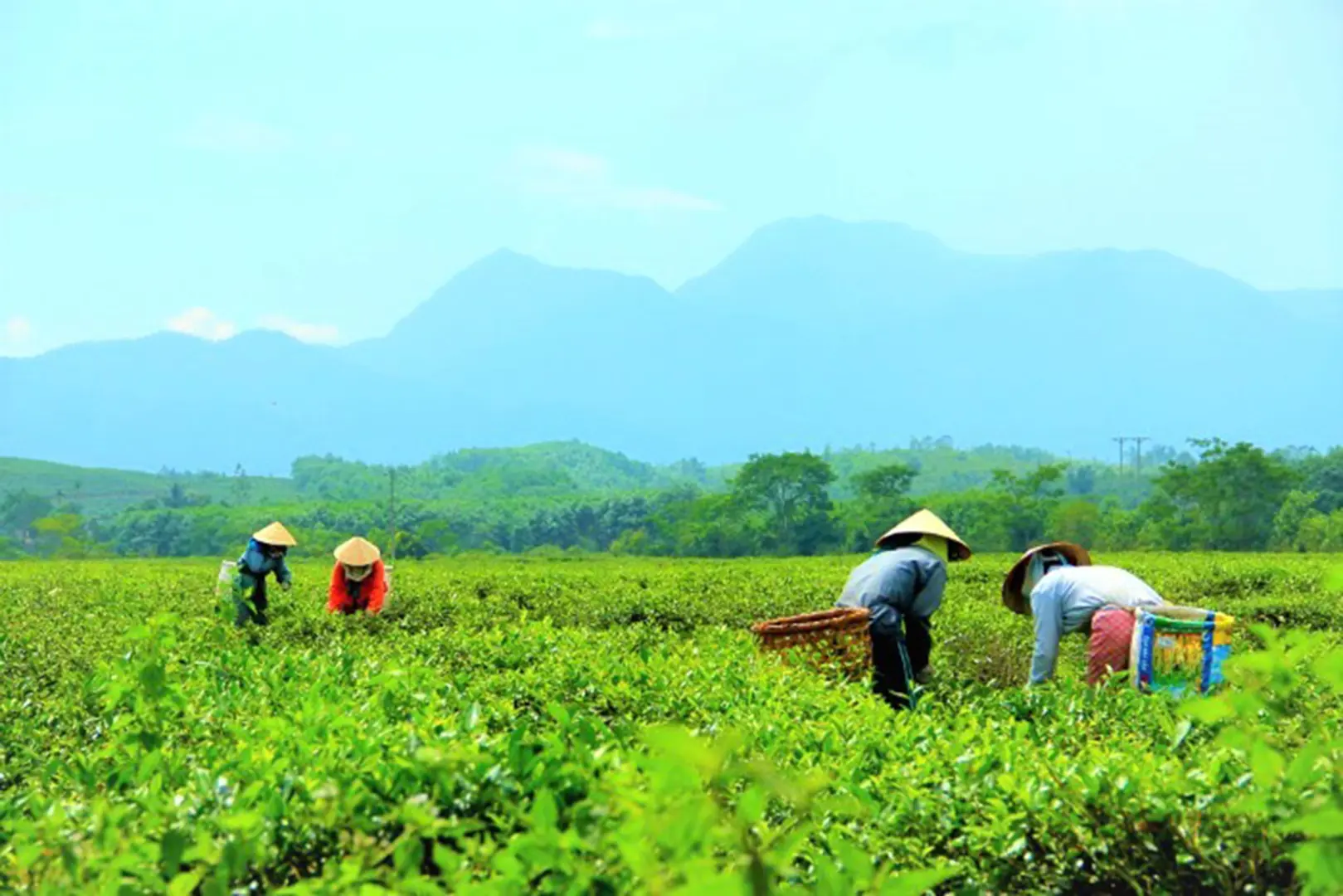 Quảng Nam thu hồi dự án khu nghỉ dưỡng Tây Bà Nà 