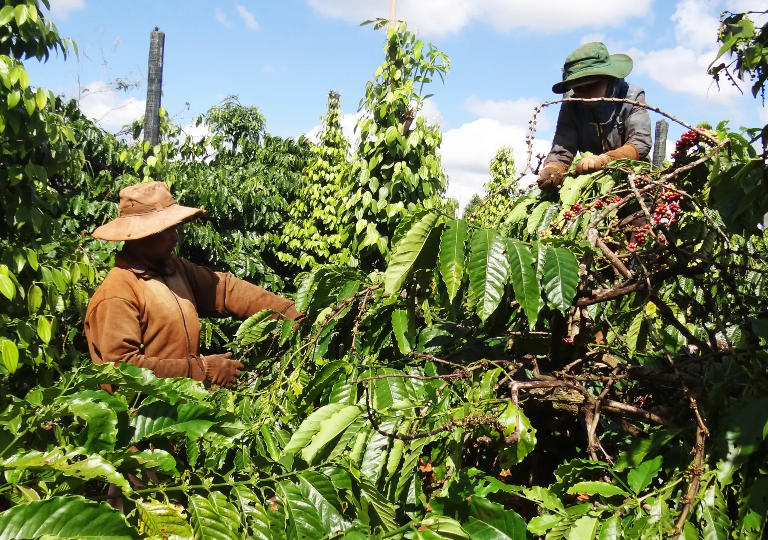 Giá cà phê hôm nay 26/2: Quay đầu tăng nhẹ, Robusta gần mốc 2.300 USD/tấn