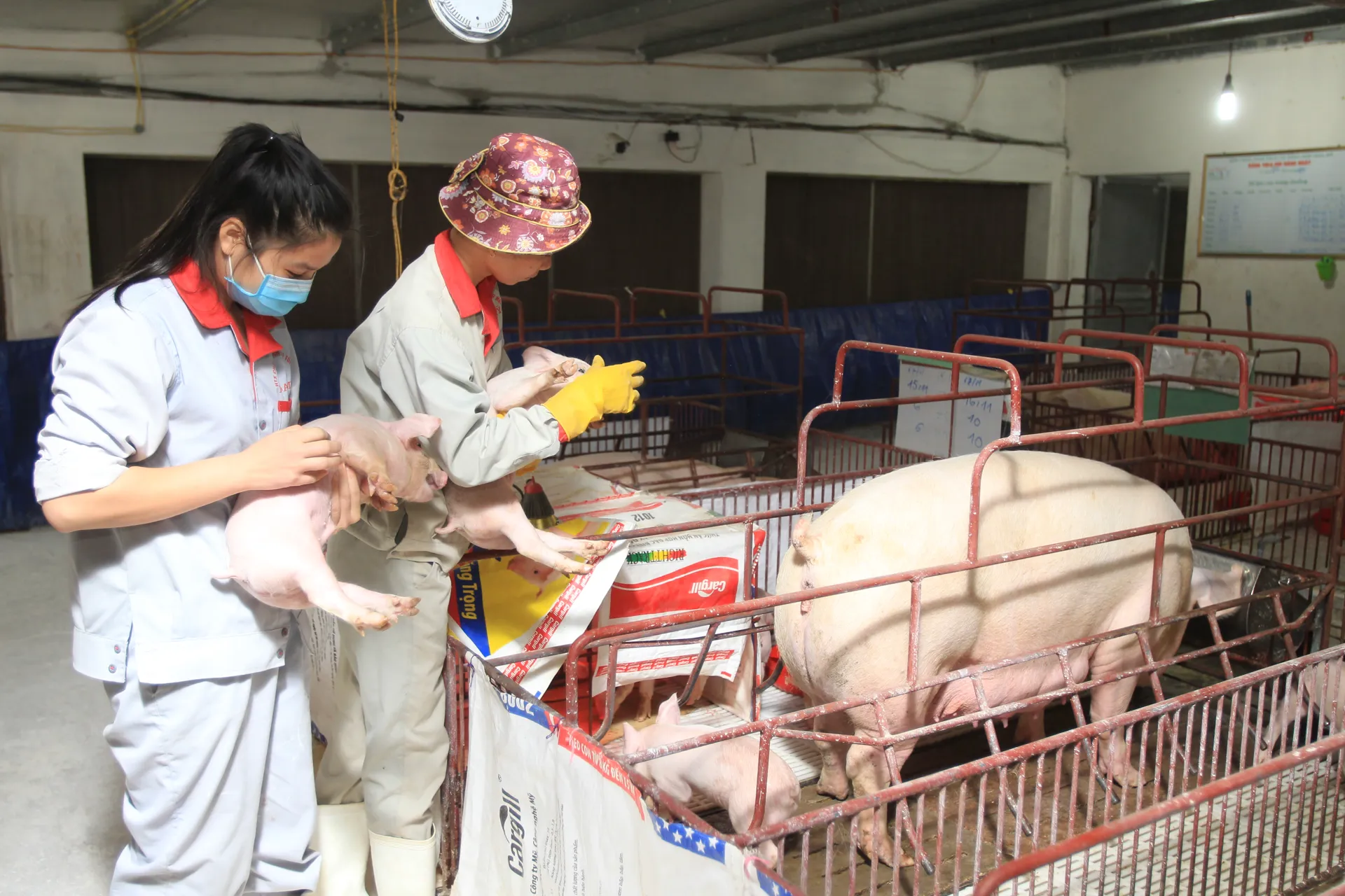 Chăn nuôi lợn trên địa bàn xã Vạn Thái, huyện Ứng Hòa. Ảnh Phạm Hùng (1)
