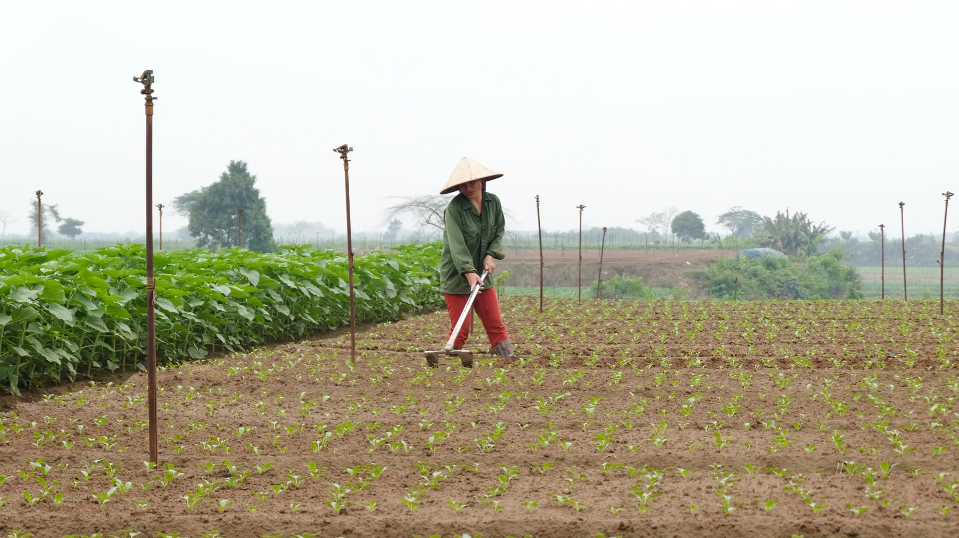 Hà Nội tập trung gieo trồng hết diện tích rau màu vụ Xuân