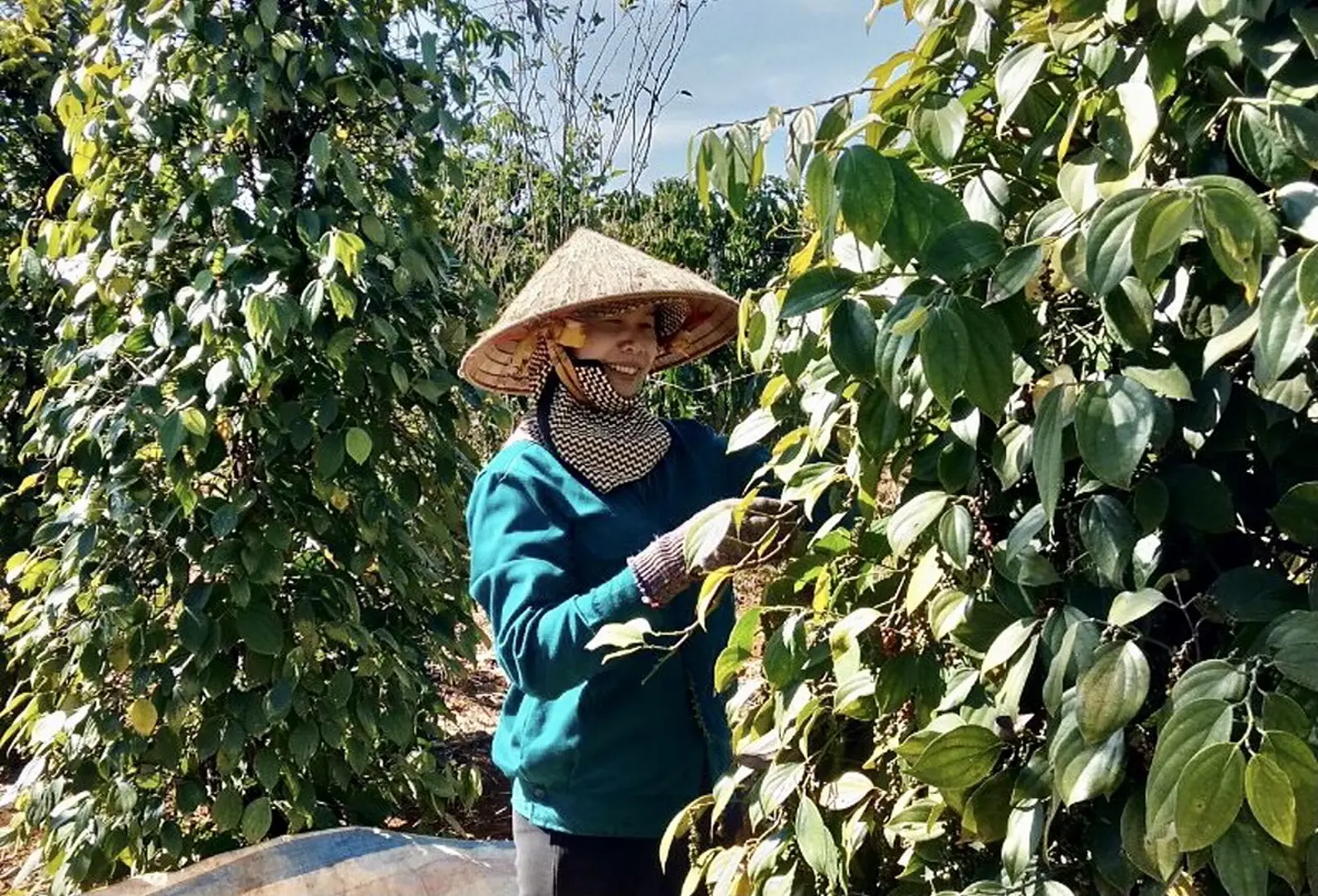 Giá tiêu hôm nay 14/3: Hụt hơi với giá nhiên liệu, nông tiêu gặp khó