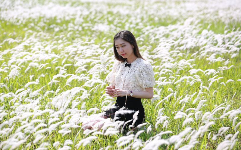 Hanoi becomes poetic with beauty of white reed field