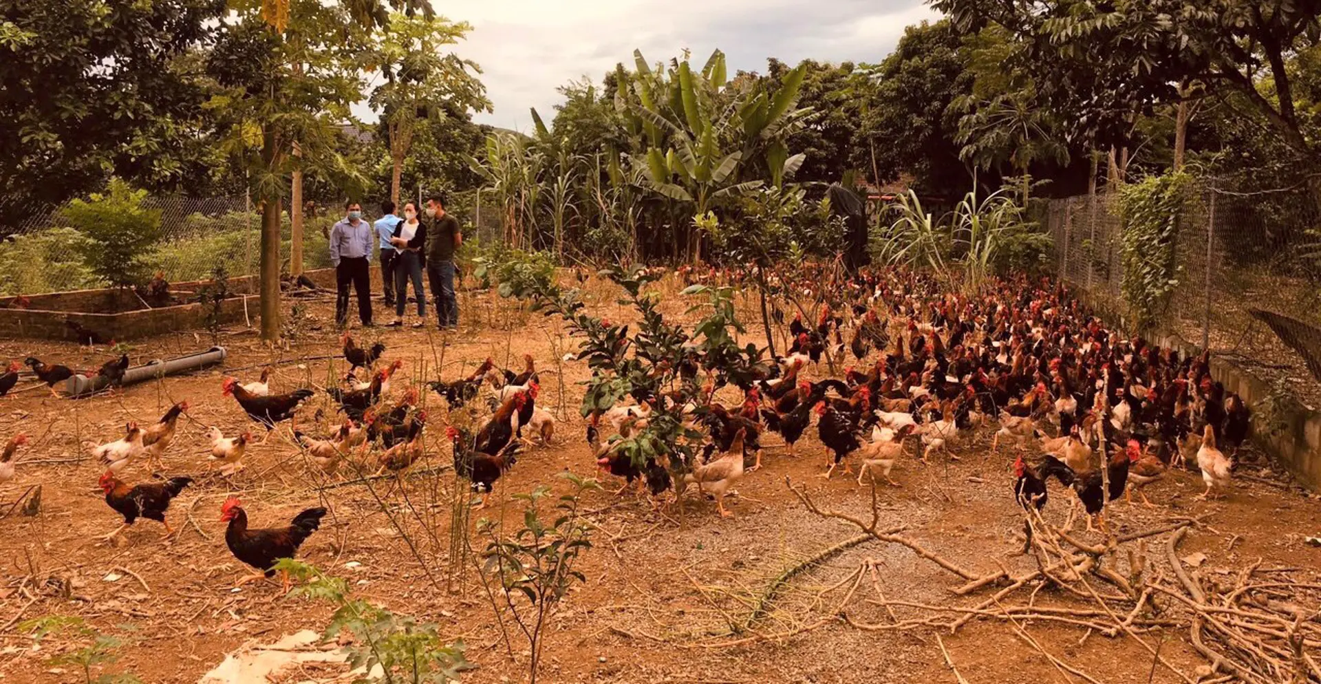 Hướng chăn nuôi gà an toàn, hiệu quả ở Hà Nội