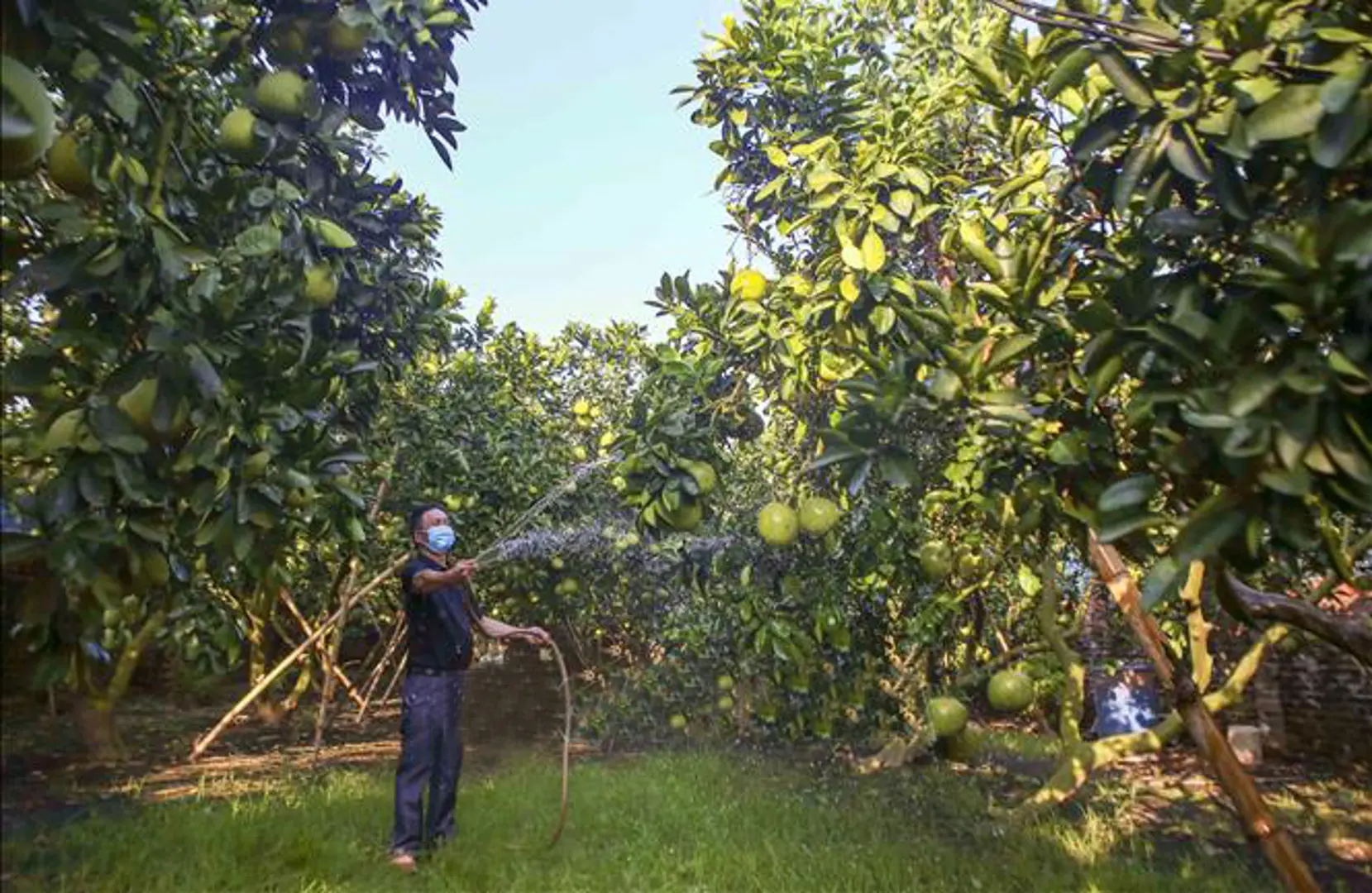 Chuyển đổi đất trồng lúa sang canh tác cây ăn quả cho kinh tế cao tại huyện Đan Phượng. Ảnh Tuấn Đức