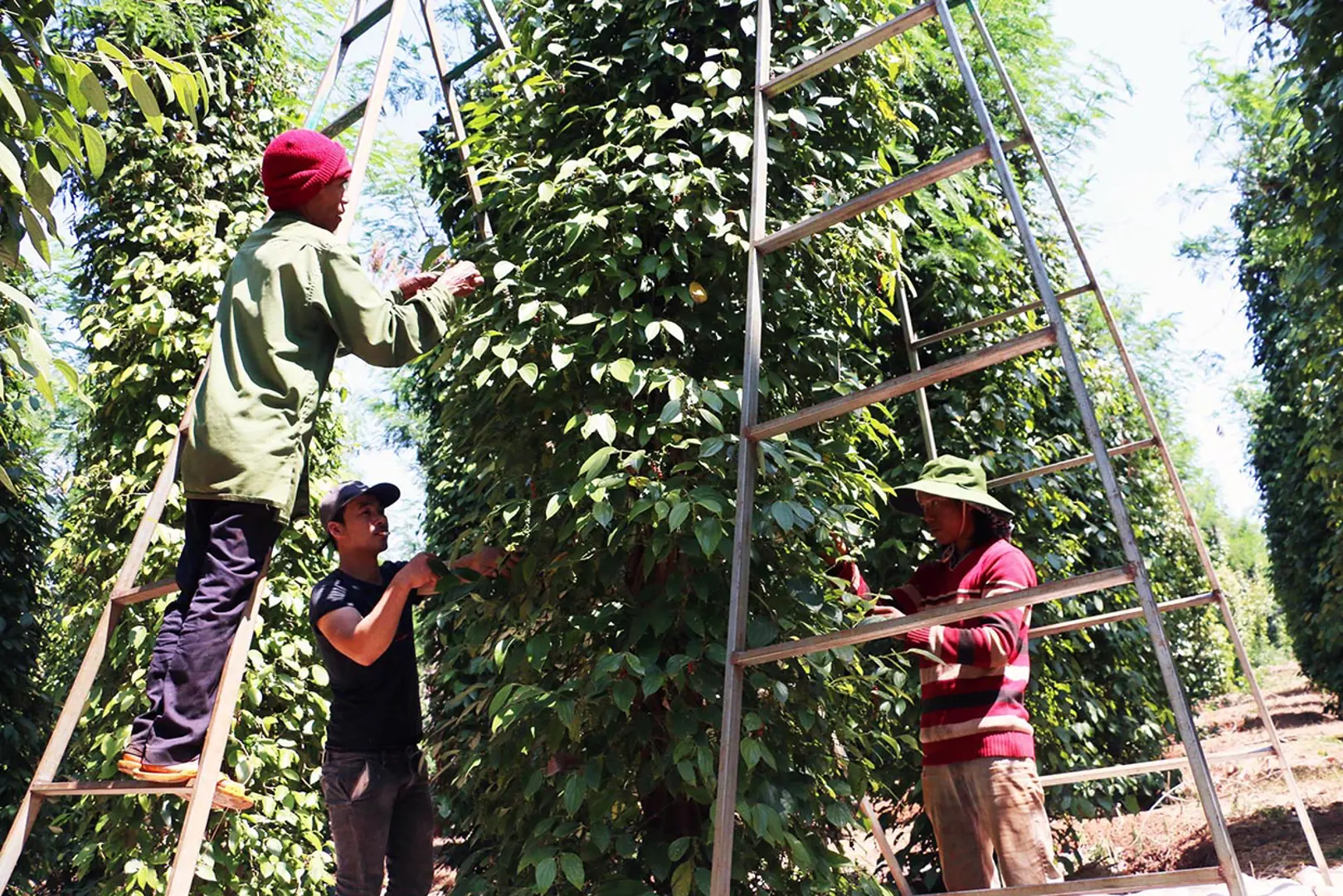 Giá tiêu hôm nay 21/3: Hết lo nhân công lại lo năng suất giảm mạnh