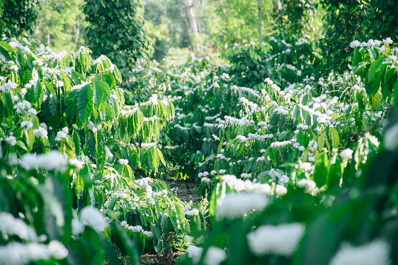 Giá cà phê hôm nay 23/3: Arabica tiếp tục tăng khi đầu cơ mua mạnh