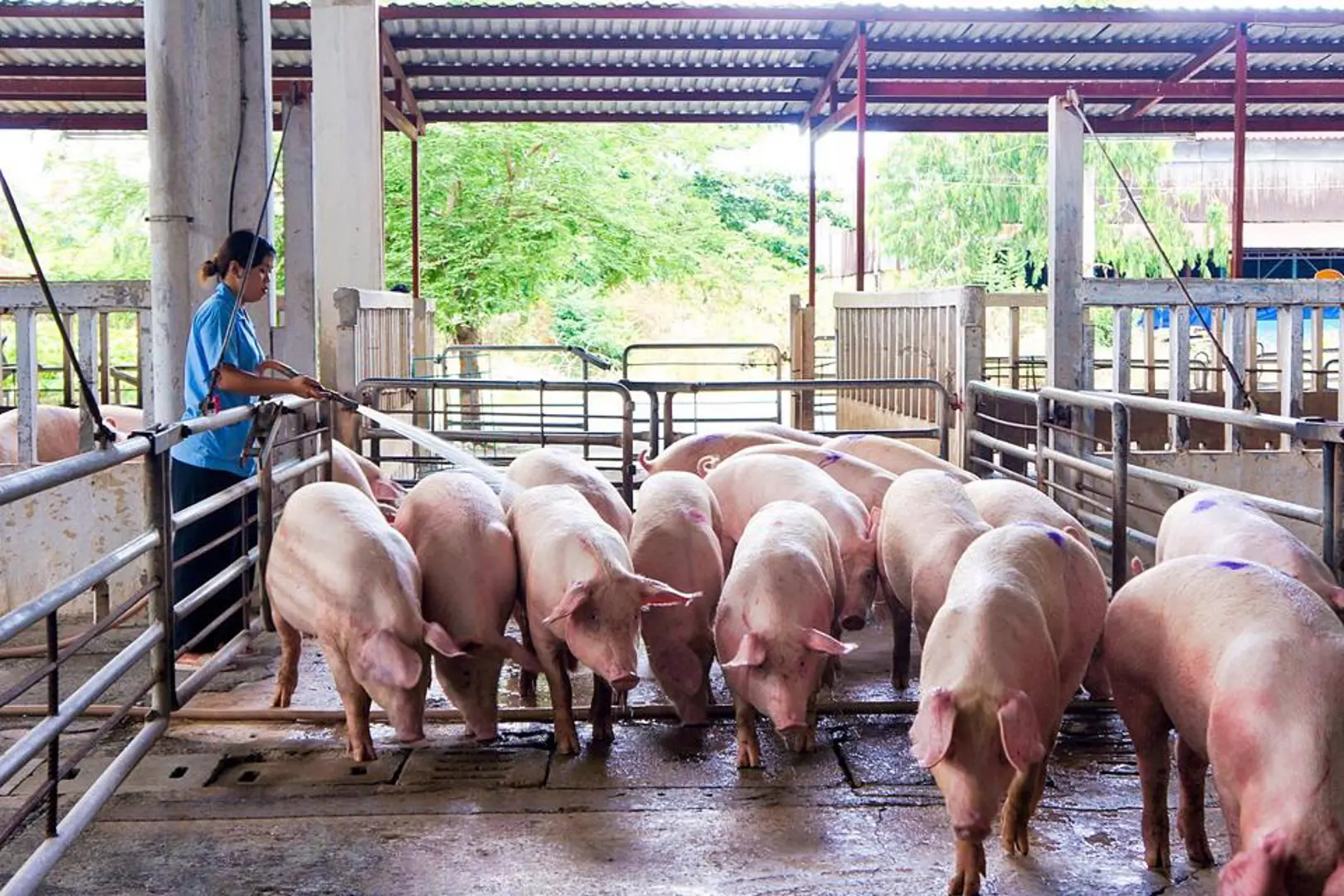 Giá cám tăng, giá lợn giảm, nông dân ngậm ngùi "treo chuồng"