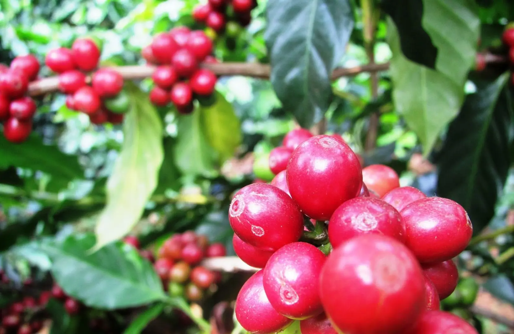 Giá cà phê hôm nay 26/3: Đồng loạt tăng cuối tuần, Robusta kéo Arabica đi lên