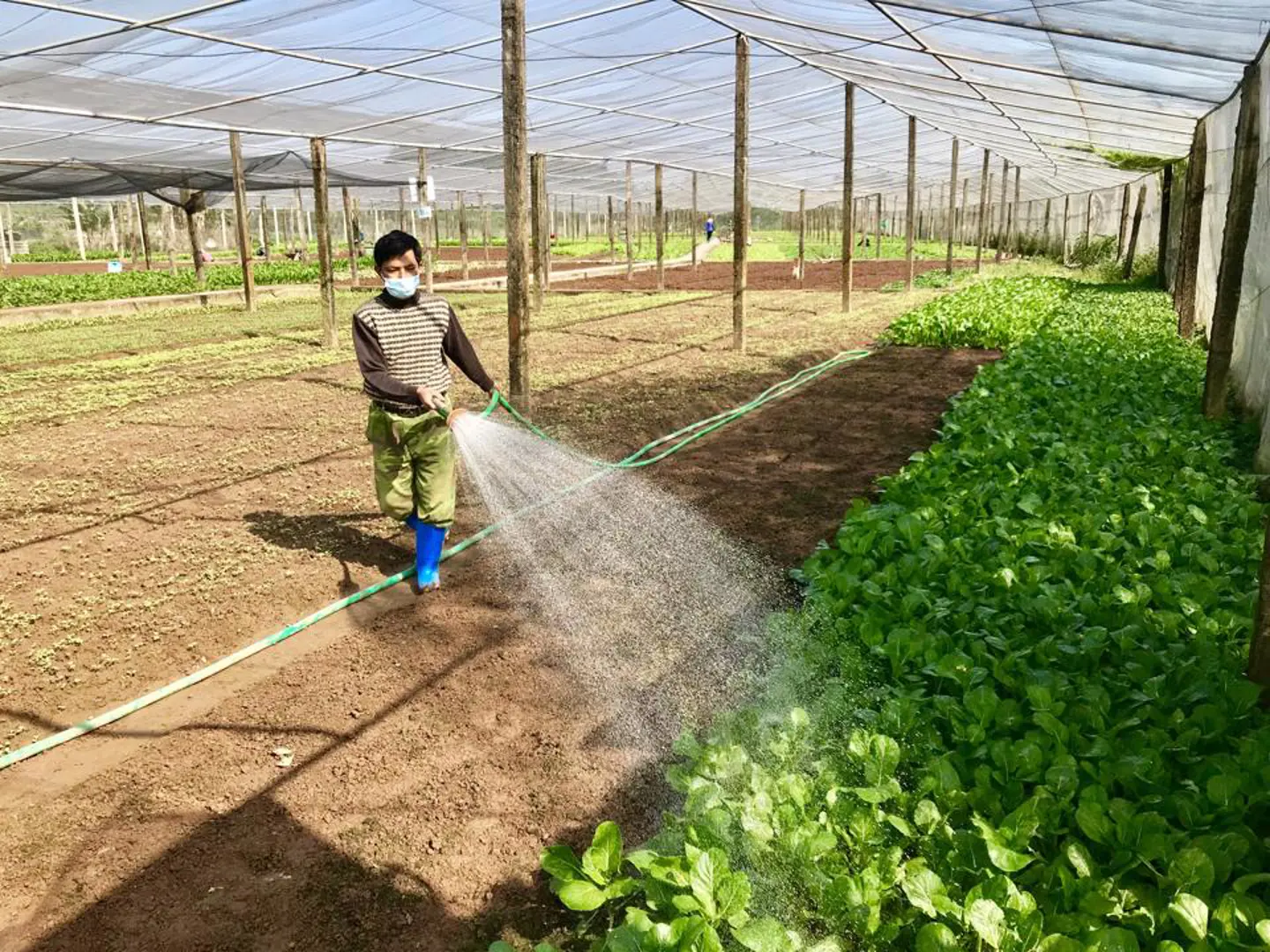 Tìm giải pháp liên kết sản xuất, tiêu thụ rau an toàn hiệu quả