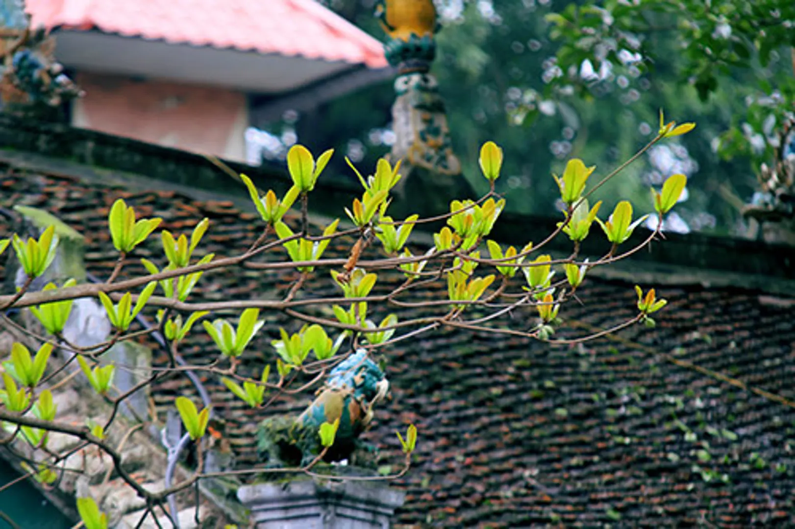 Khi phố chuyển mùa...