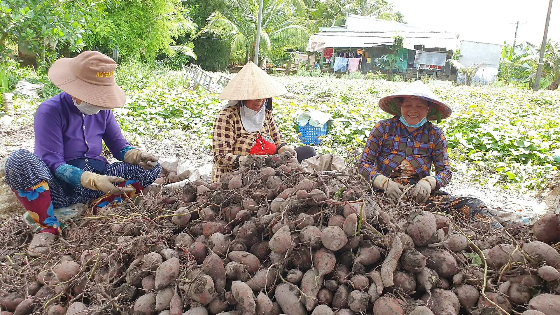 Đưa khoai lang xuất khẩu chính ngạch sang Trung Quốc