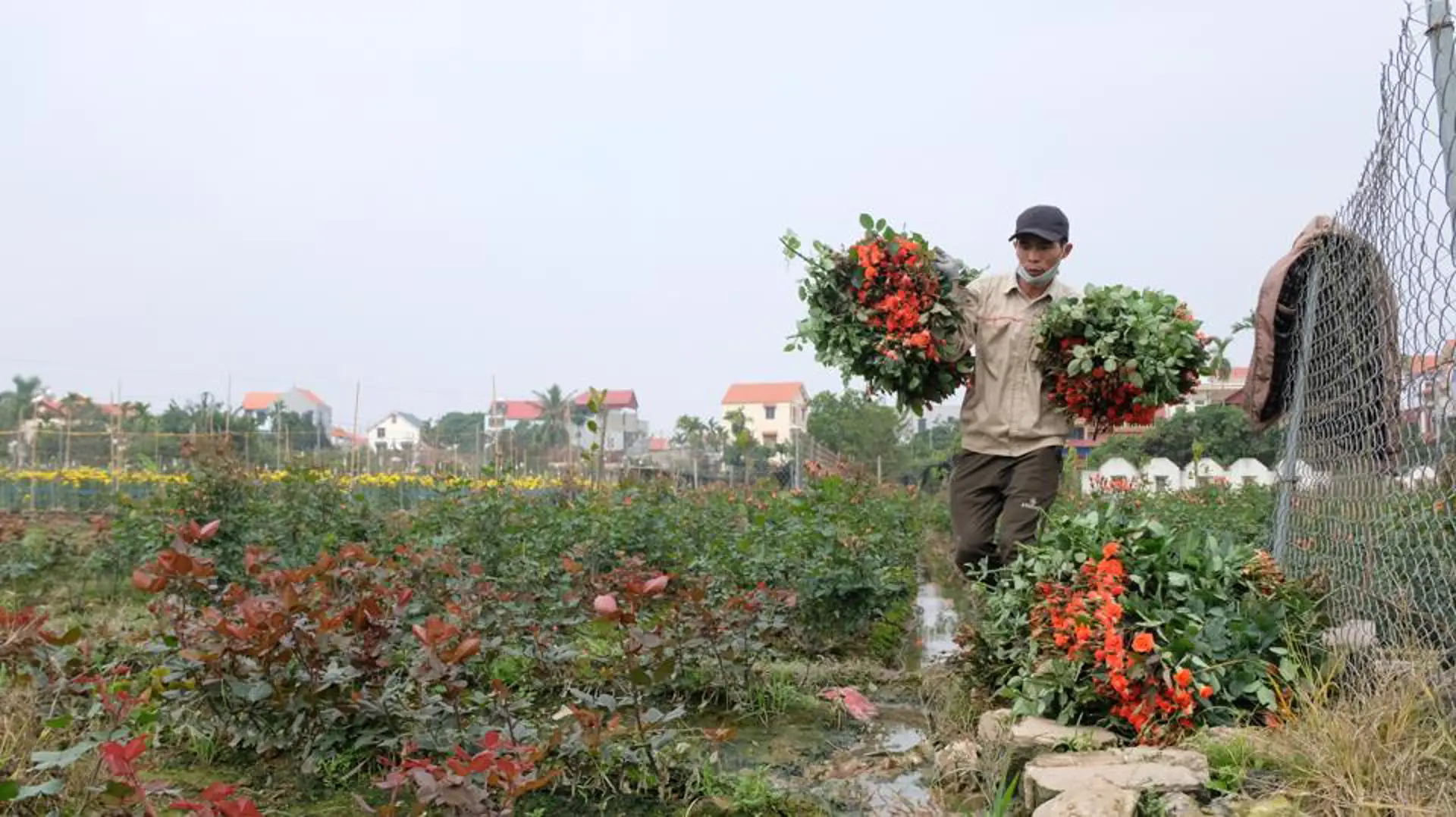 Hà Nội: Nhân rộng những vùng hoa ven đô