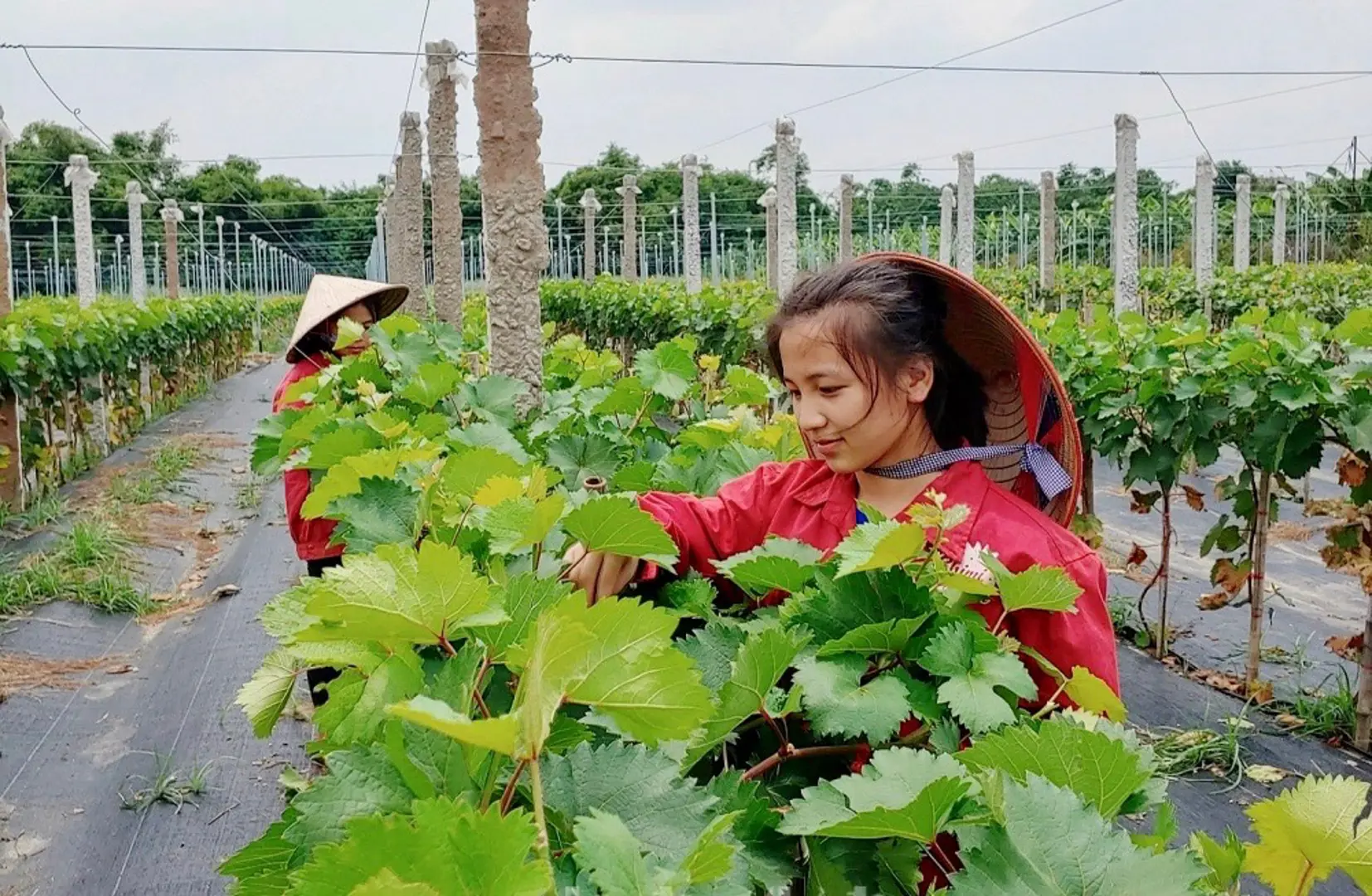 Huyện Đan Phượng: Kỳ vọng từ mô hình trồng nho “siêu trái”