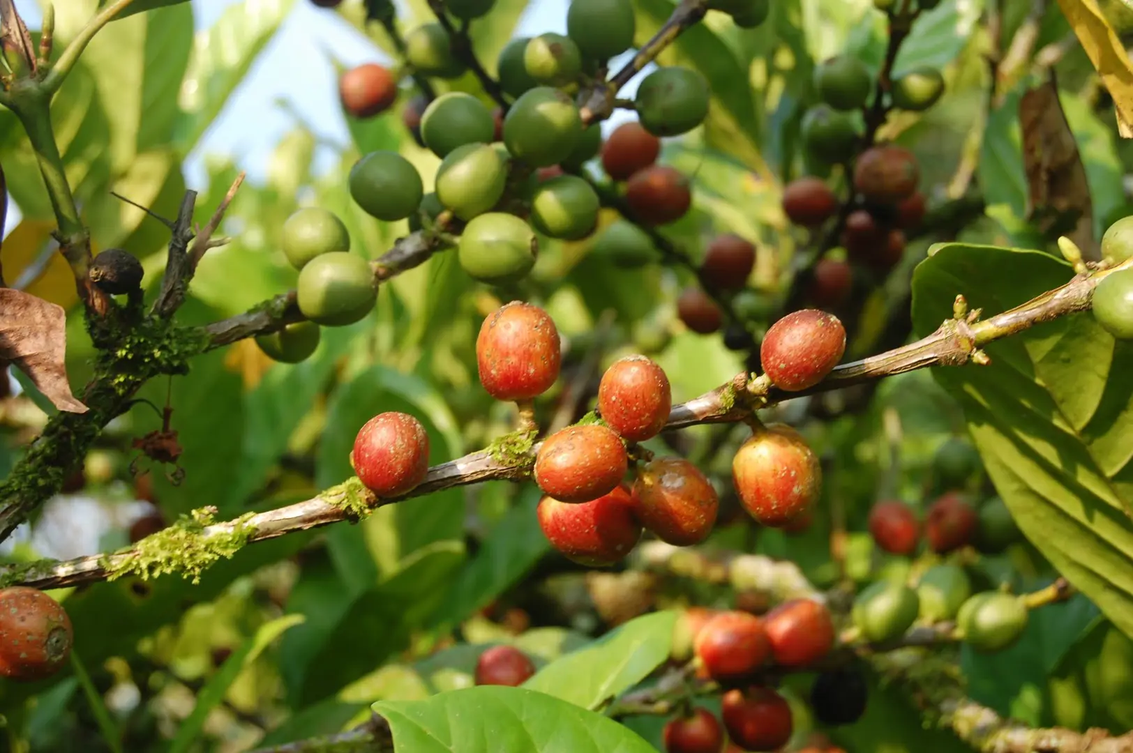 Giá cà phê hôm nay 9/4: Arabica tăng mạnh, Robusta thêm 30 USD/tấn