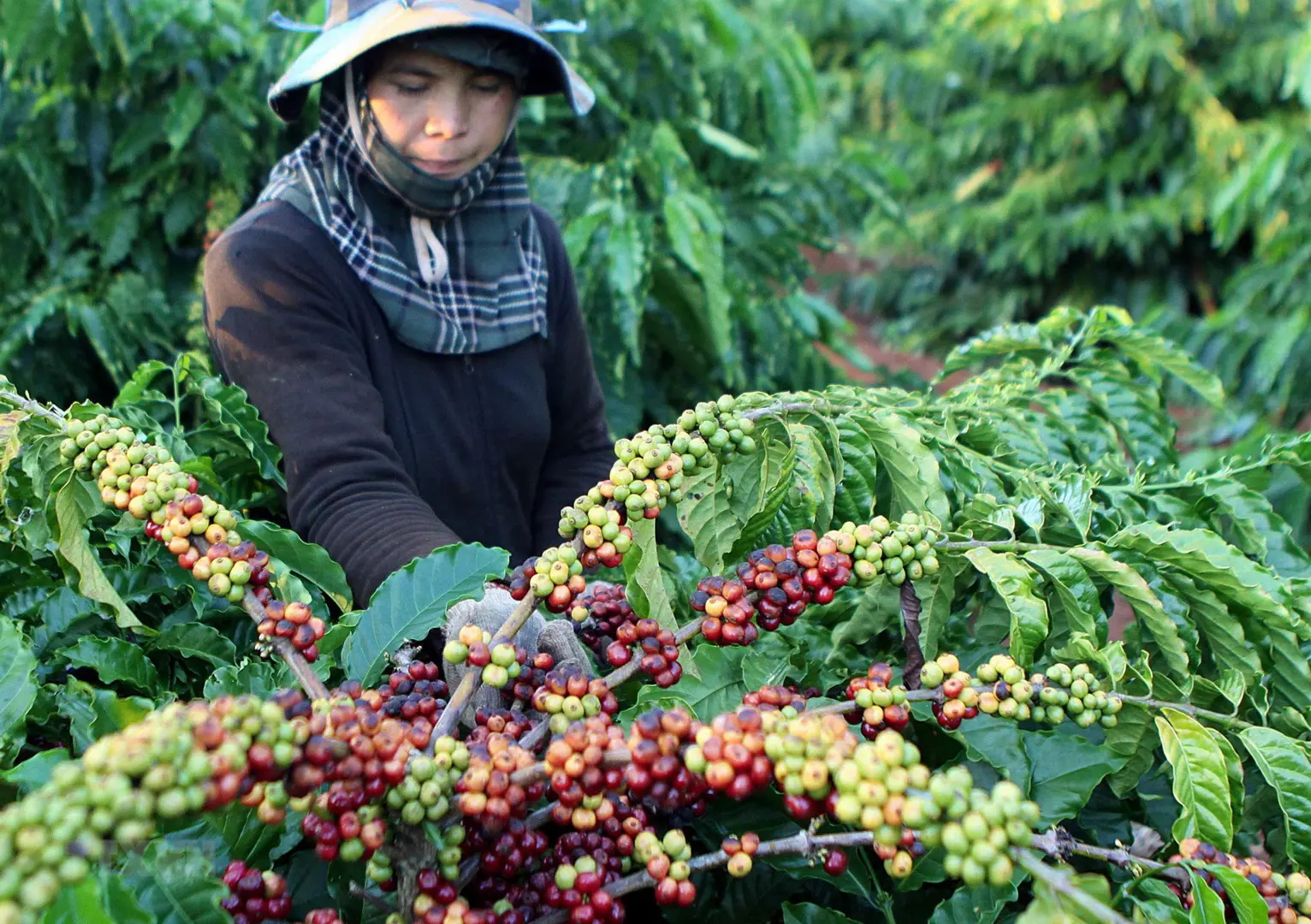 Giá cà phê hôm nay 14/4: Nông dân Brazil mạnh tay bán hàng đè giá Arabica