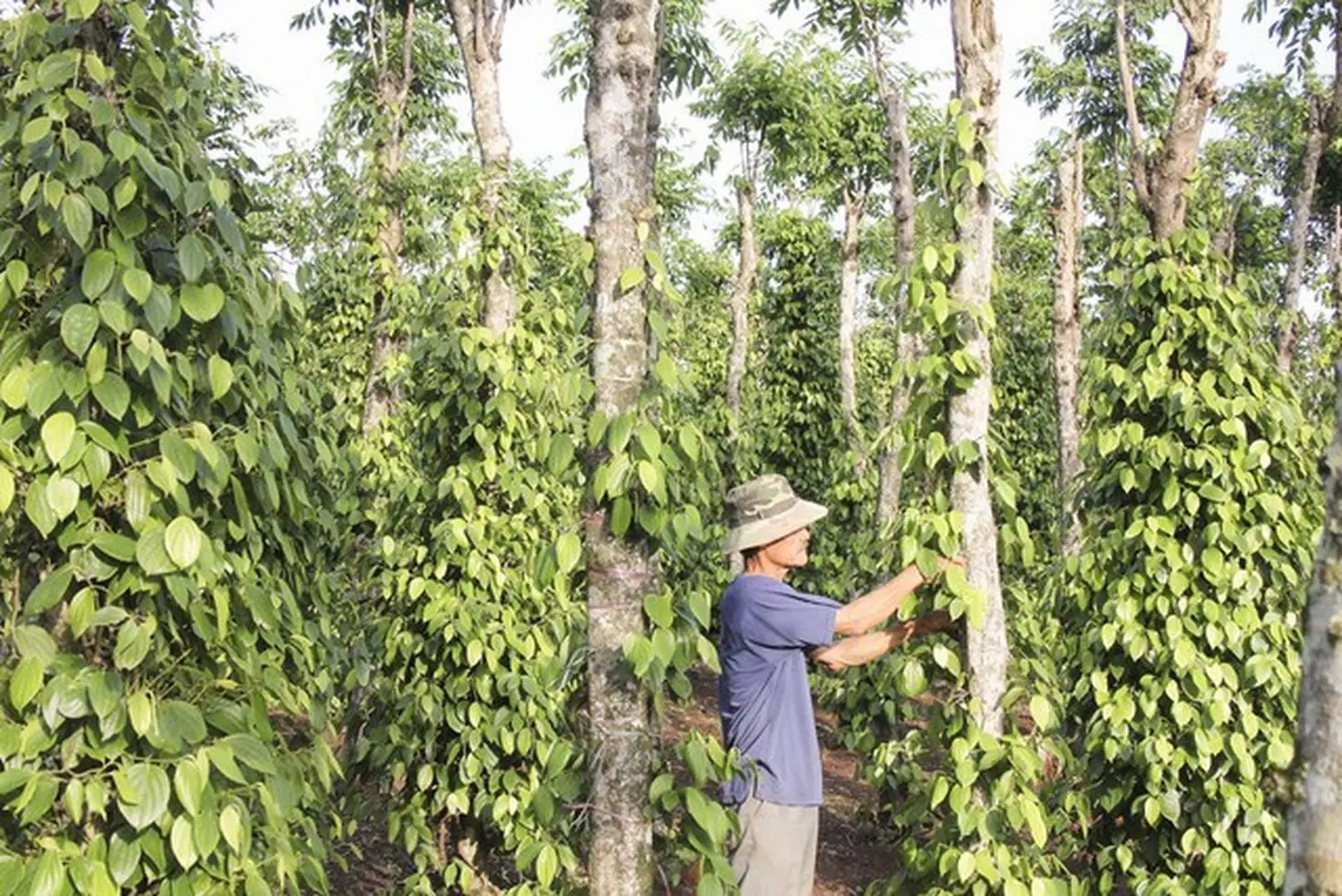 Giá tiêu hôm nay 14/4: Tăng liên tiếp 2 ngày, đại lý tích cực gom hàng