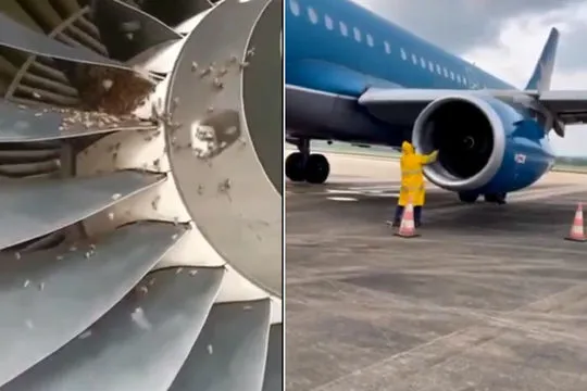 Clip hi hữu: Đàn ong làm dừng chuyến bay từ Phú Quốc về Hà Nội