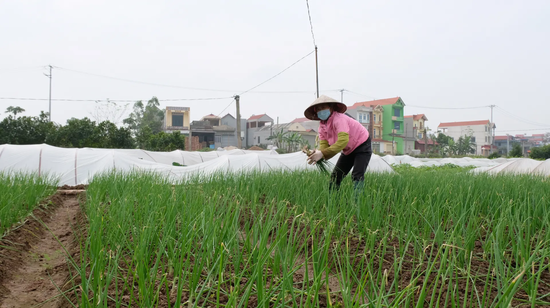 Về thủ phủ rau gia vị lớn nhất huyện Mê Linh  