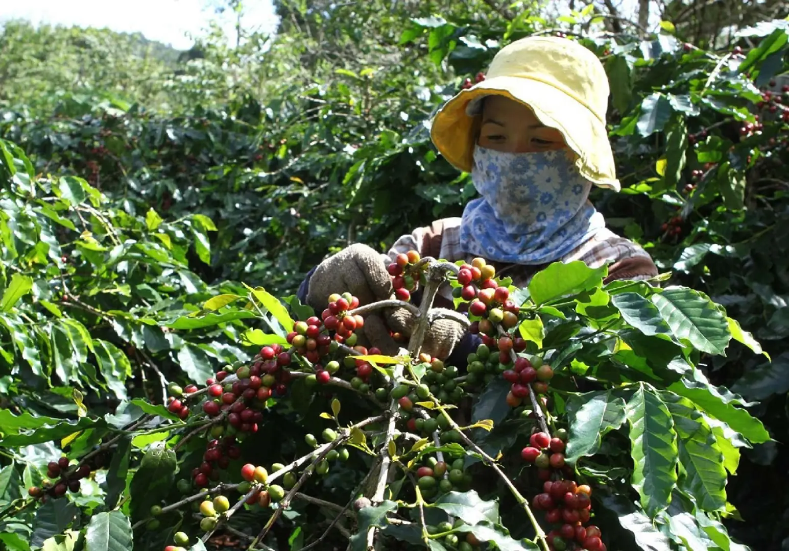 Giá cà phê hôm nay 22/4: Đồng loạt tăng mạnh, Robusta vượt 2.100 USD/tấn