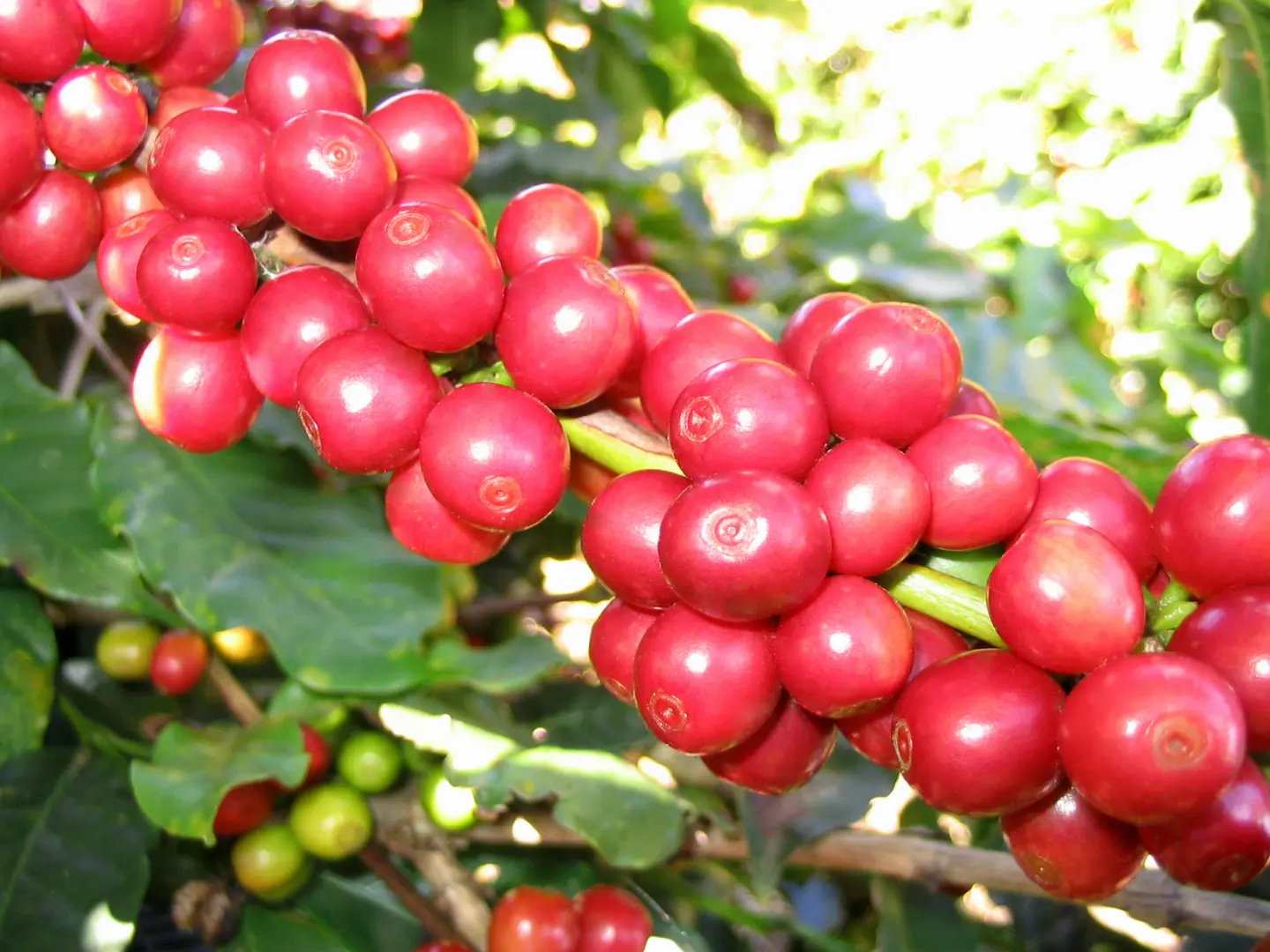 Giá cà phê hôm nay 23/4: Robusta tăng tiếp do sợ thiếu hàng trong ngắn hạn