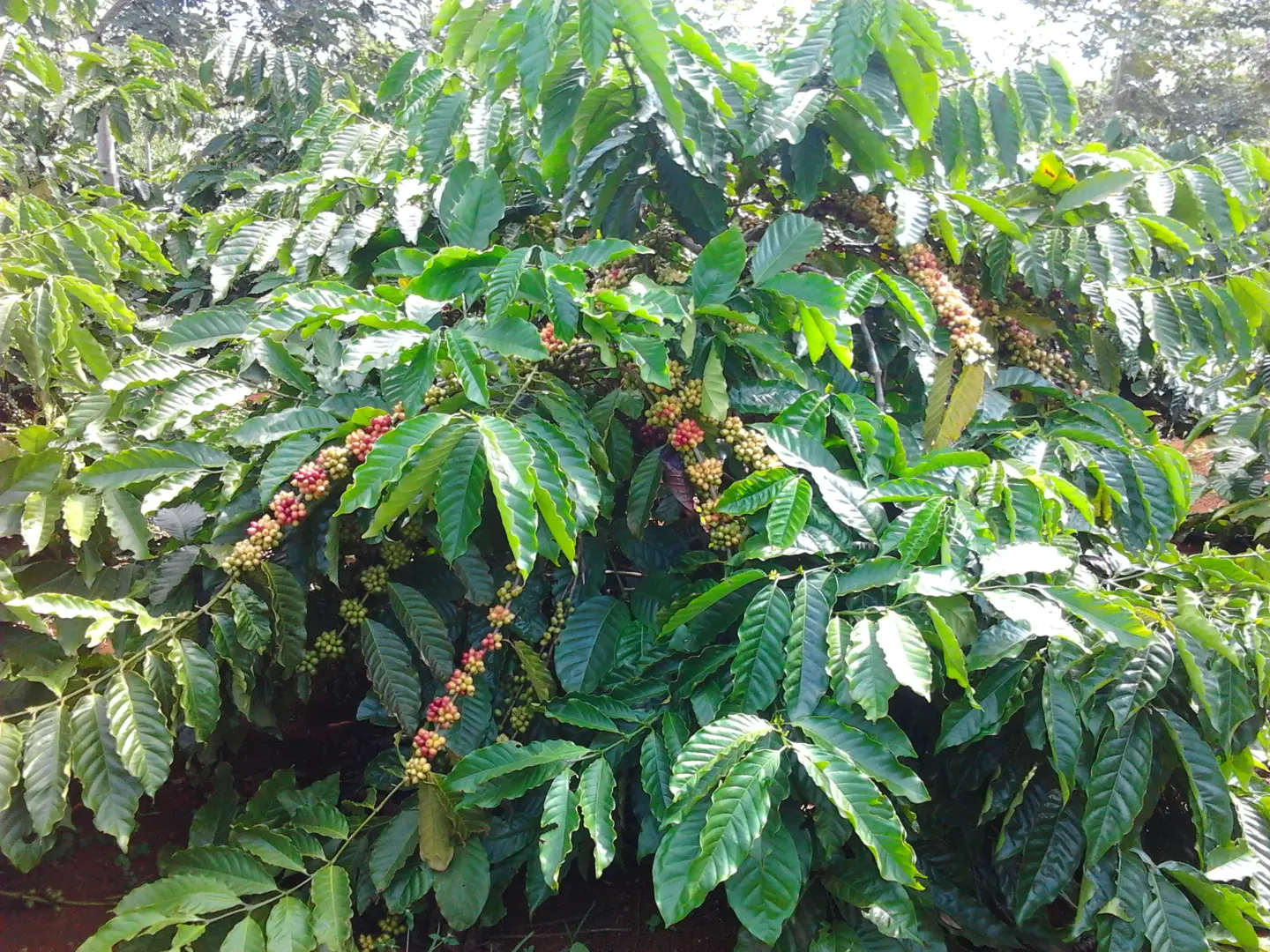 Giá cà phê hôm nay 29/4: Robusta tăng mạnh tiến gần mốc 2.100 USD/tấn