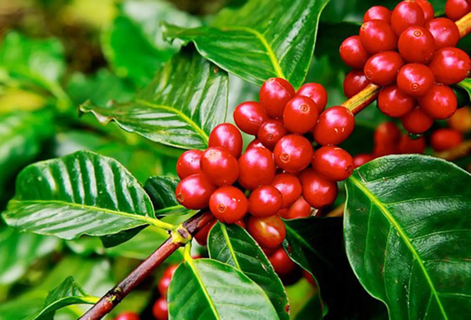 Giá cà phê hôm nay 30/4: Tiếp tục tăng mạnh, Robusta vượt 2.100 USD/tấn