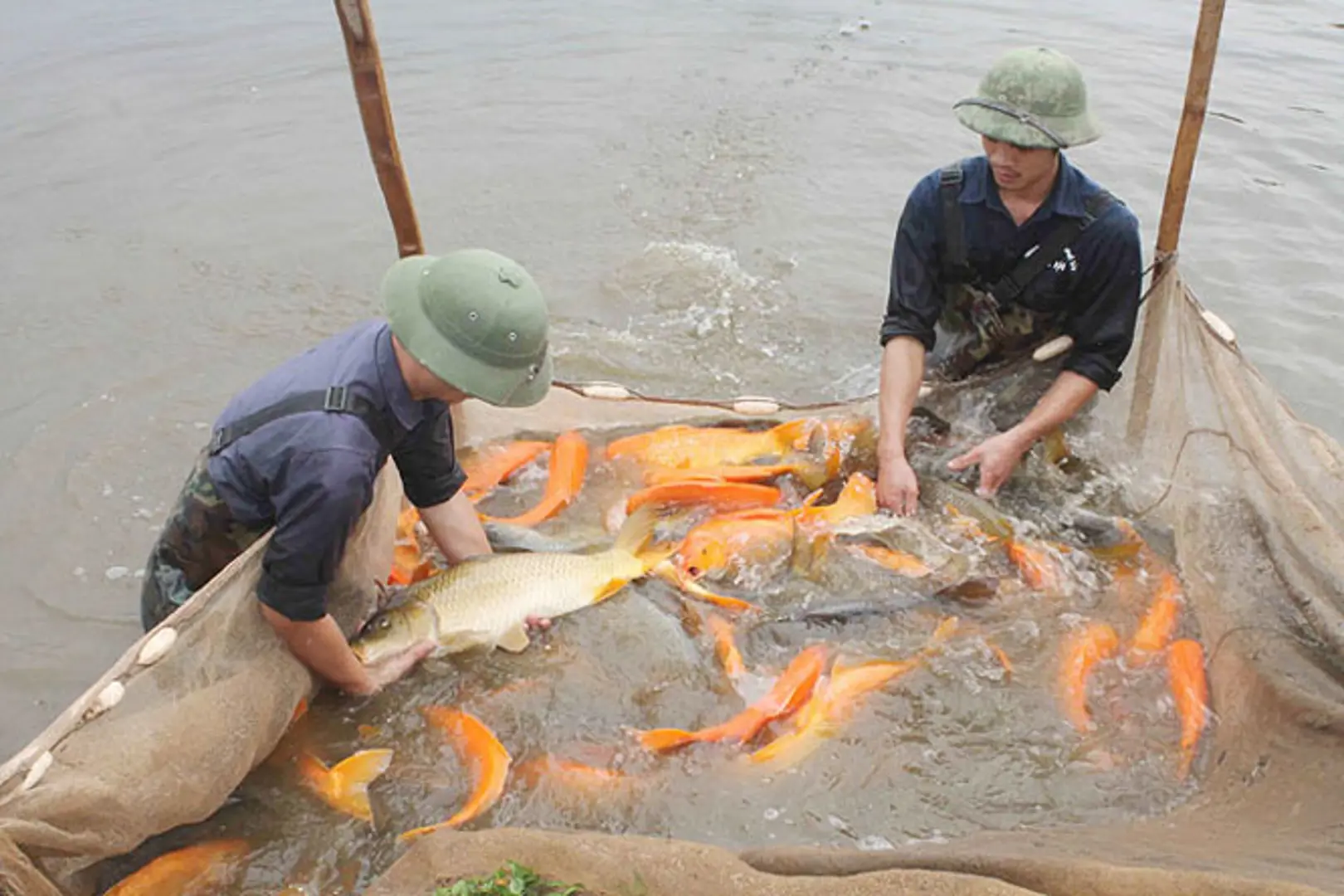 Khuyến khích phát triển thủy sản theo hướng hữu cơ