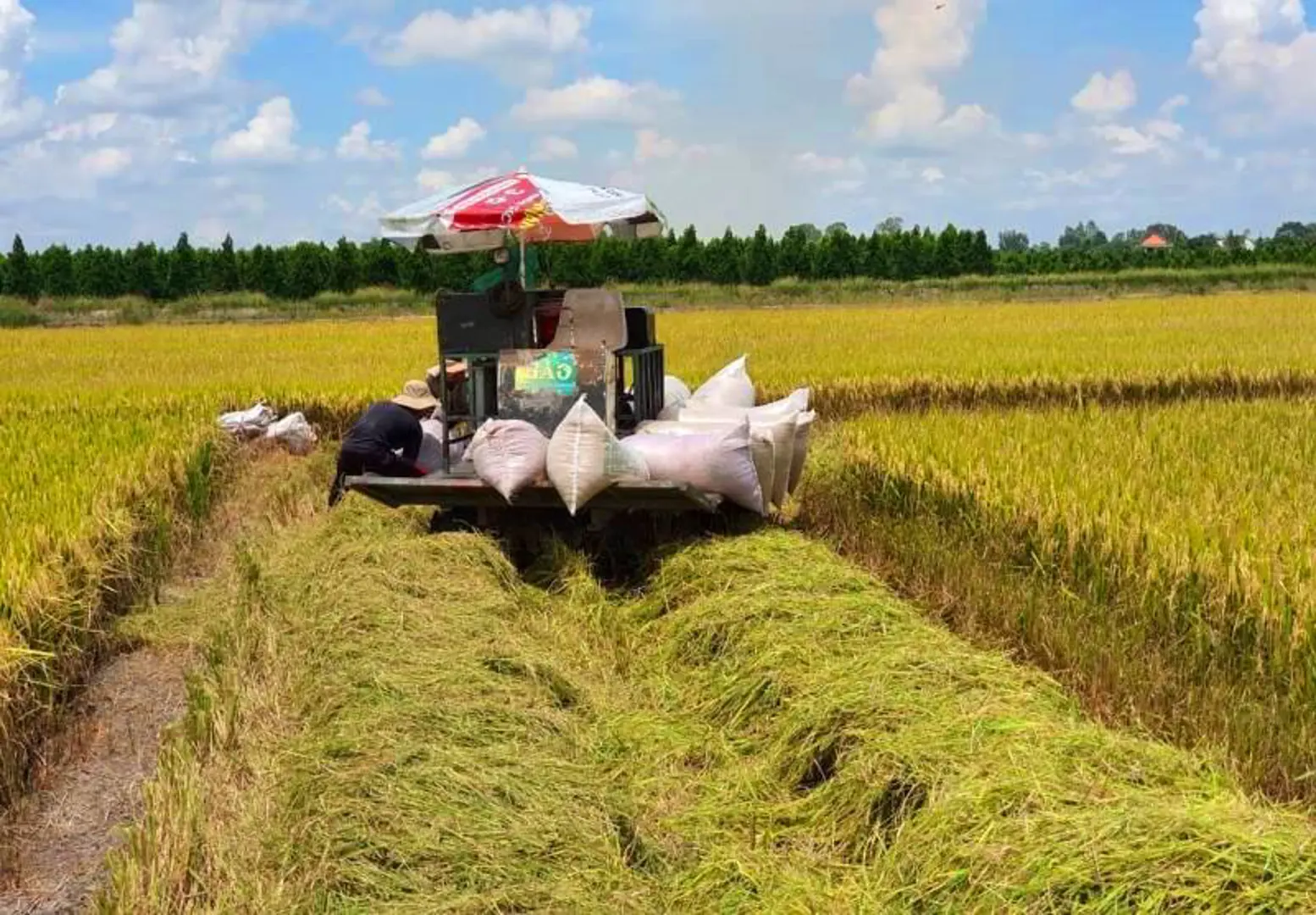 Hỗ trợ chuỗi giá trị lúa gạo và xoài ở Đồng bằng sông Cửu Long