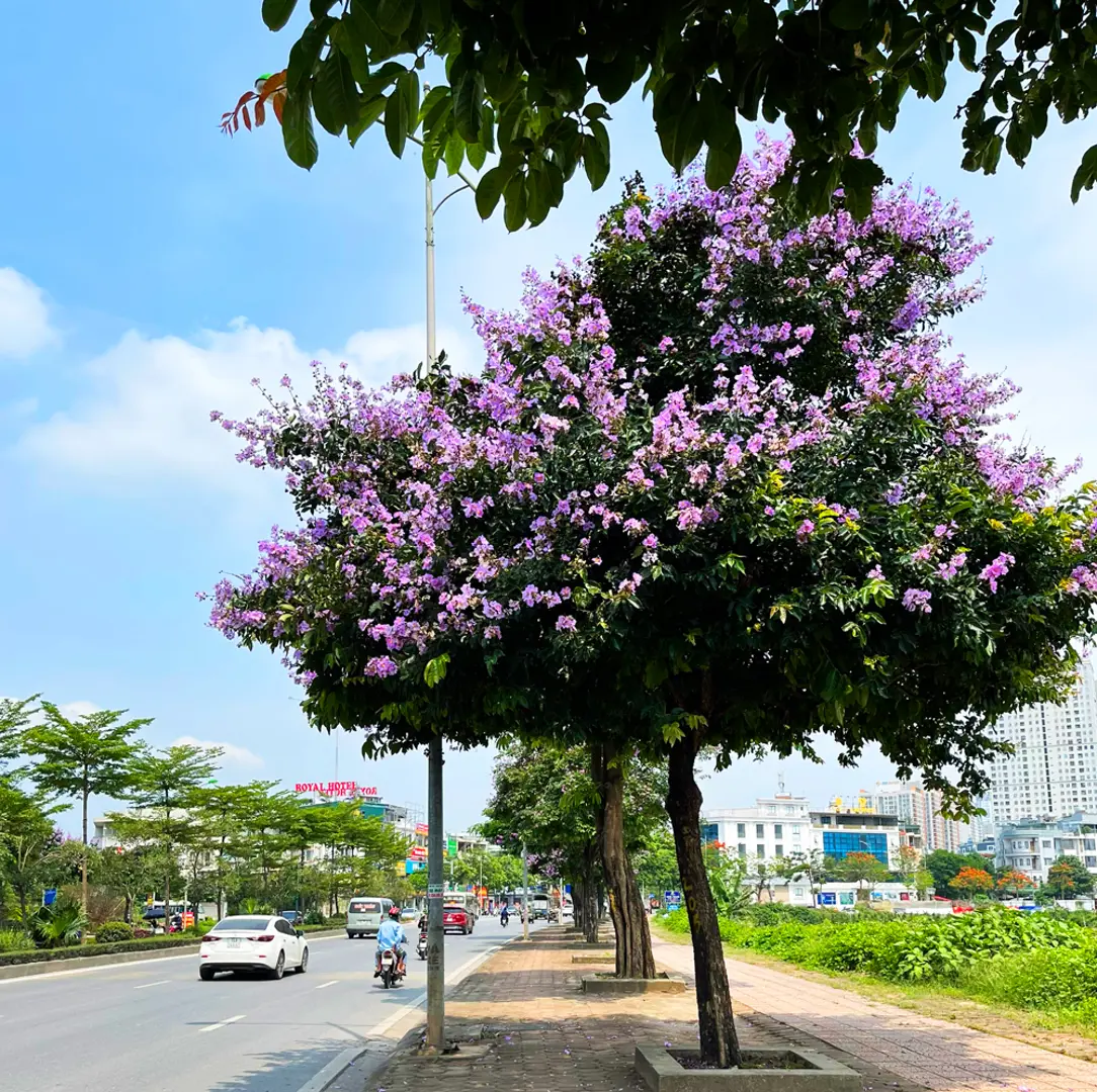 Con phố rợp màu tím bằng lăng ở Hà Đông