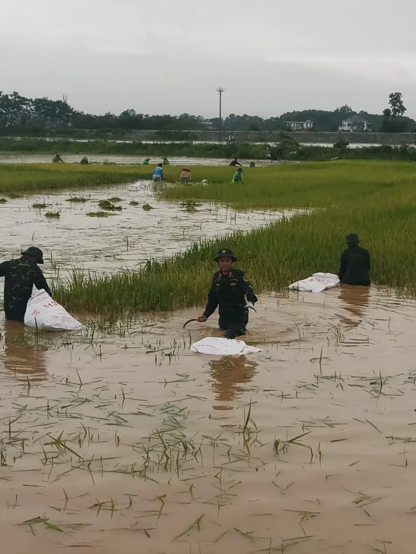 Mưa lớn kéo dài, Quốc Oai huy động lực lượng ra đồng cứu lúa