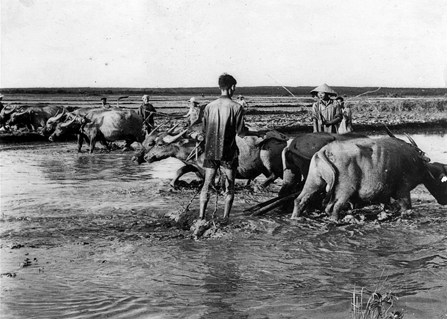 Chăn nuôi Việt Nam dưới thời thuộc Pháp