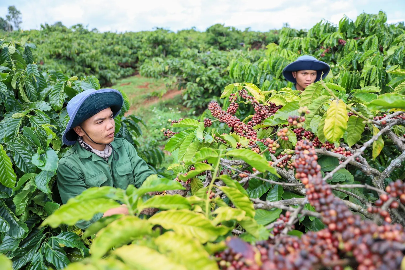 Giá cà phê hôm nay 4/6: Đầu cơ chốt lời khi Arabica cao nhất 13 tuần