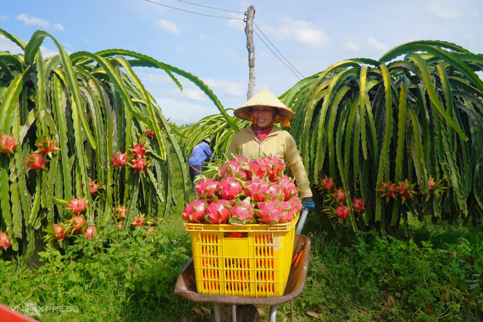 Nông dân huyện Hàm Thuận Nam, tỉnh Bình Thuận thu hoạch thanh long. Ảnh: Việt Quốc