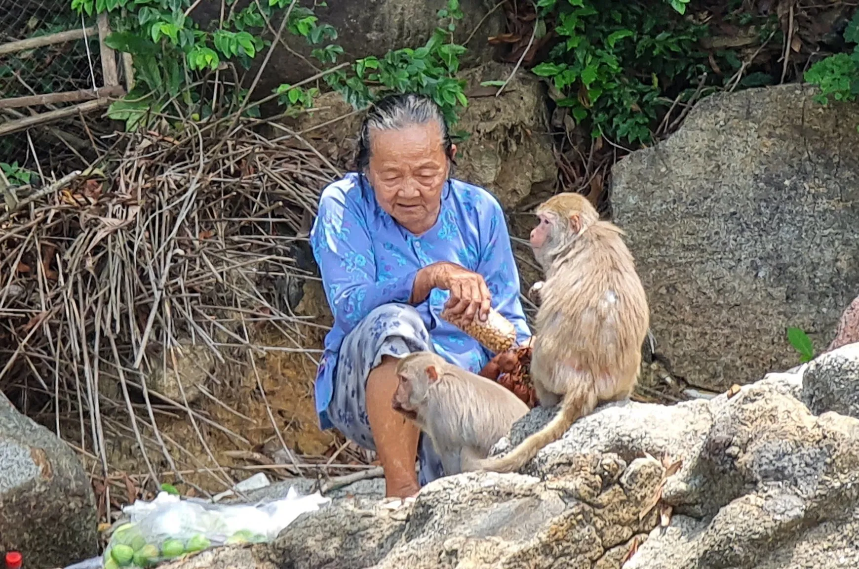 Người phụ nữ nuôi khỉ trên đảo Hòn Trà