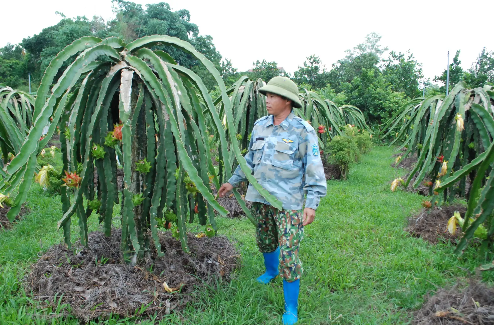 Trồng thanh long ruột đỏ thu nhập hàng trăm triệu mỗi năm tại Ba Vì